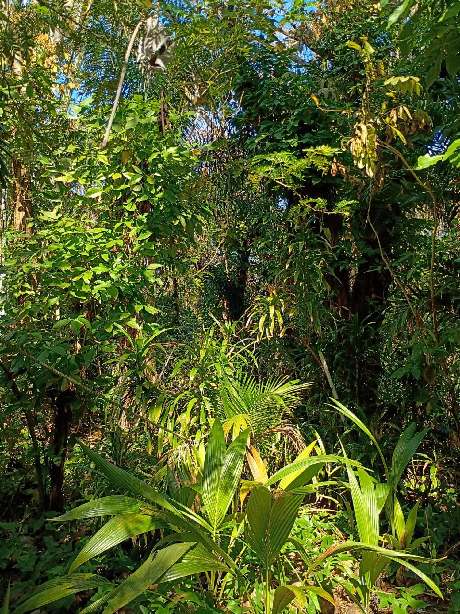 Jupiter Farms - Land