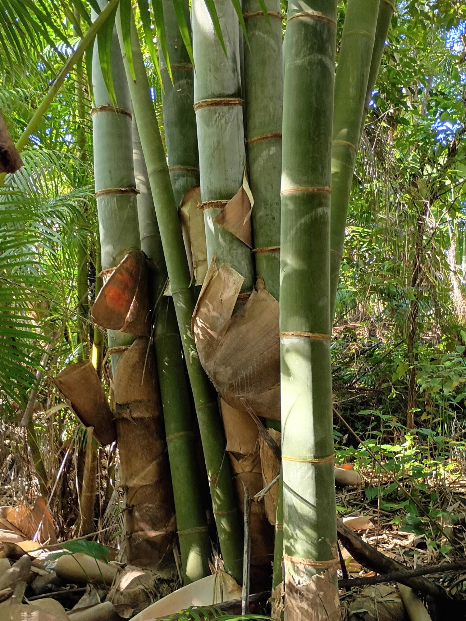 Jupiter Farms - Land