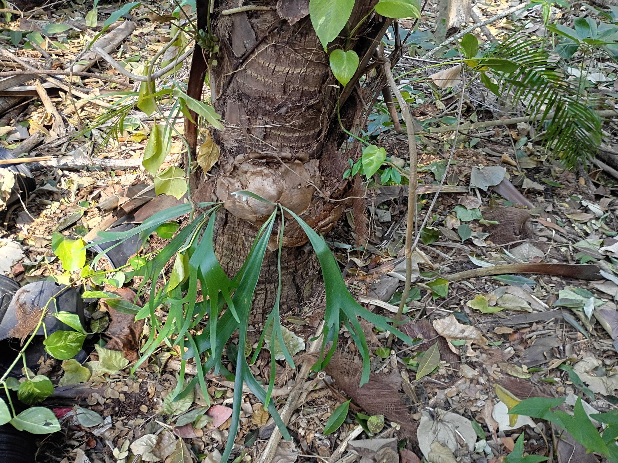 Jupiter Farms - Land