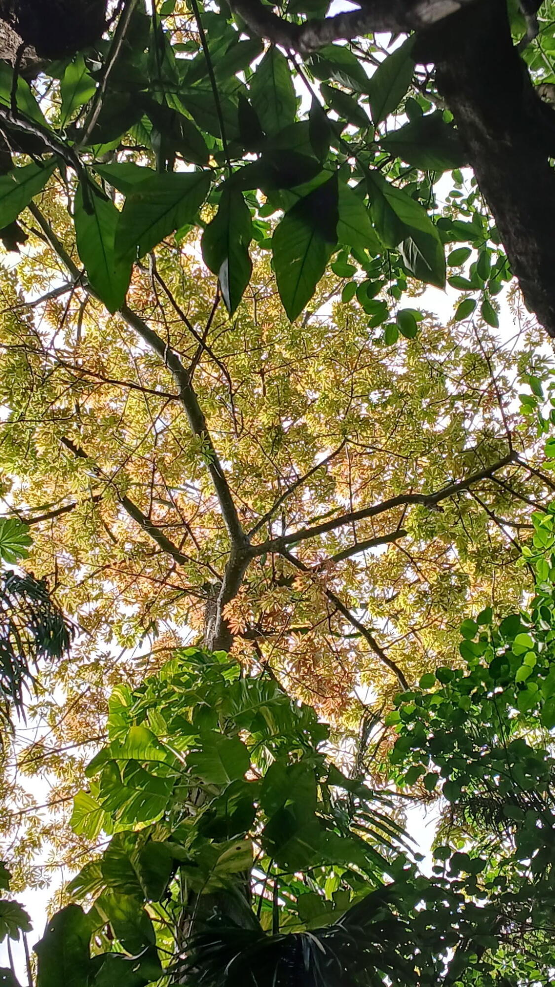 Jupiter Farms - Land