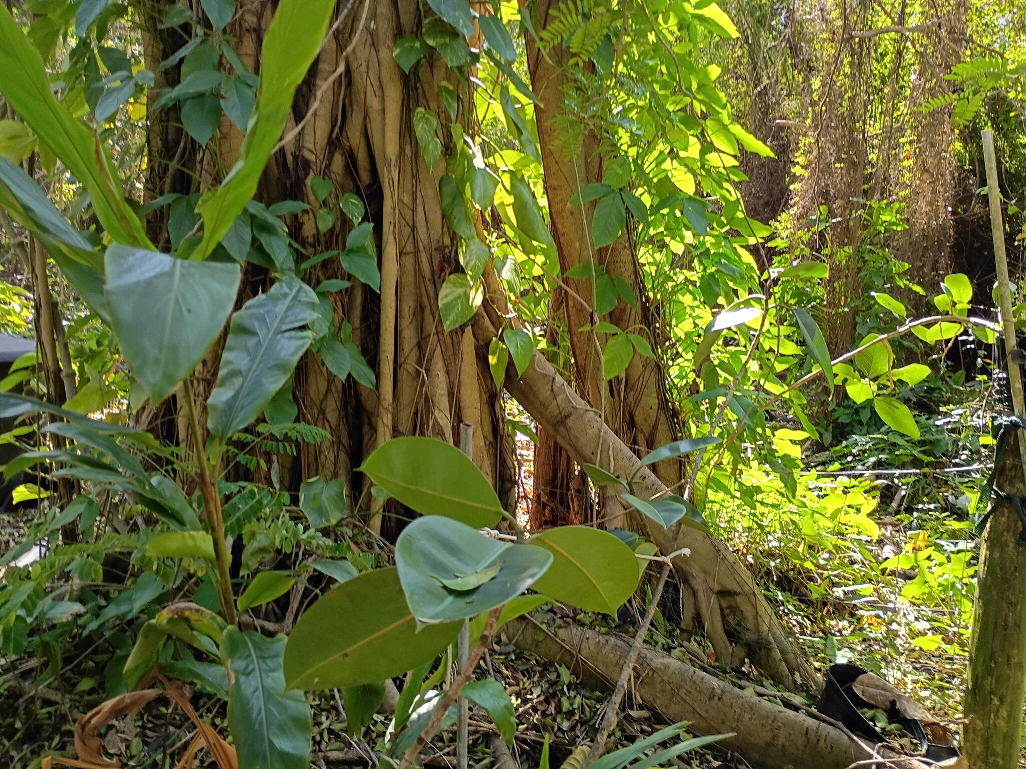 Jupiter Farms - Land