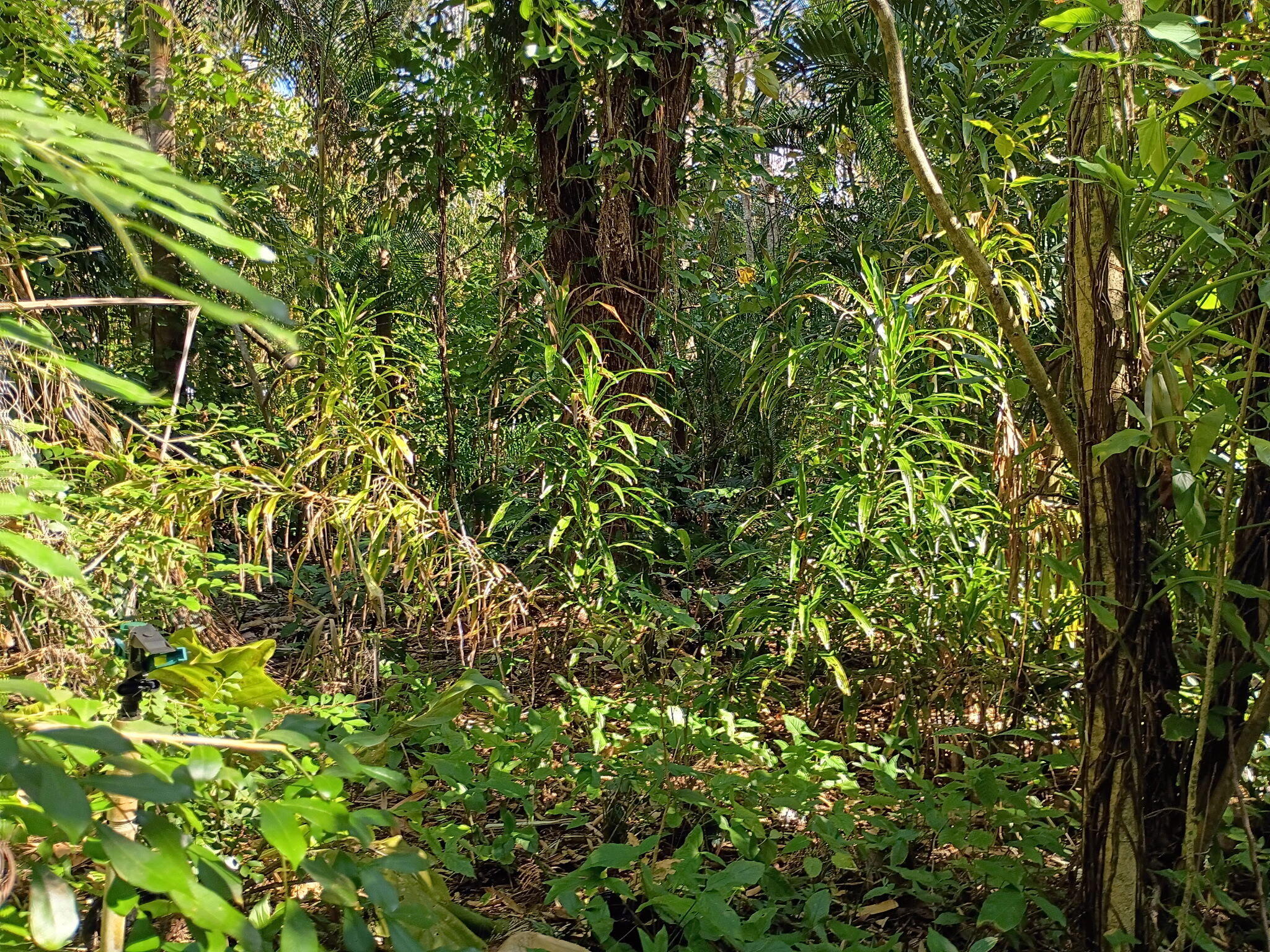 Jupiter Farms - Land