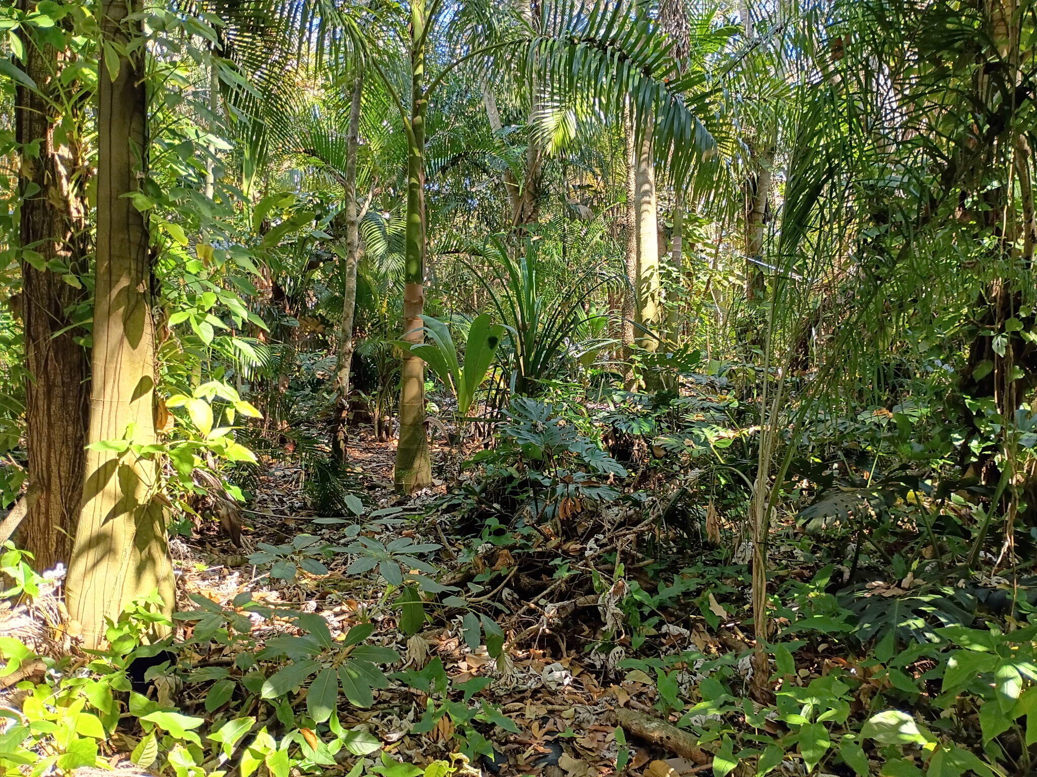 Jupiter Farms - Land