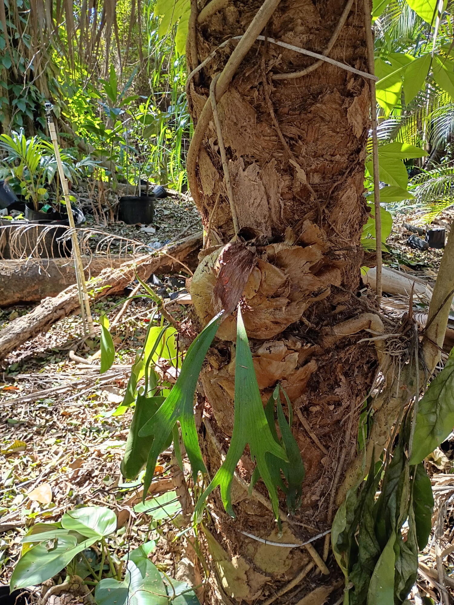 Jupiter Farms - Land