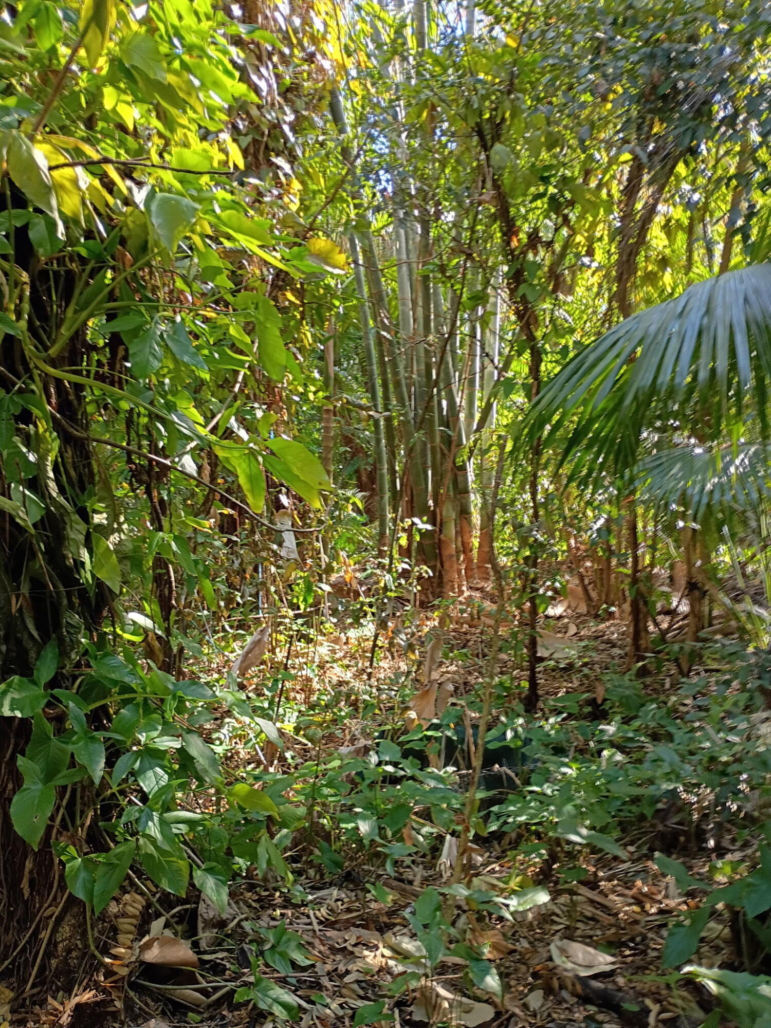 Jupiter Farms - Land