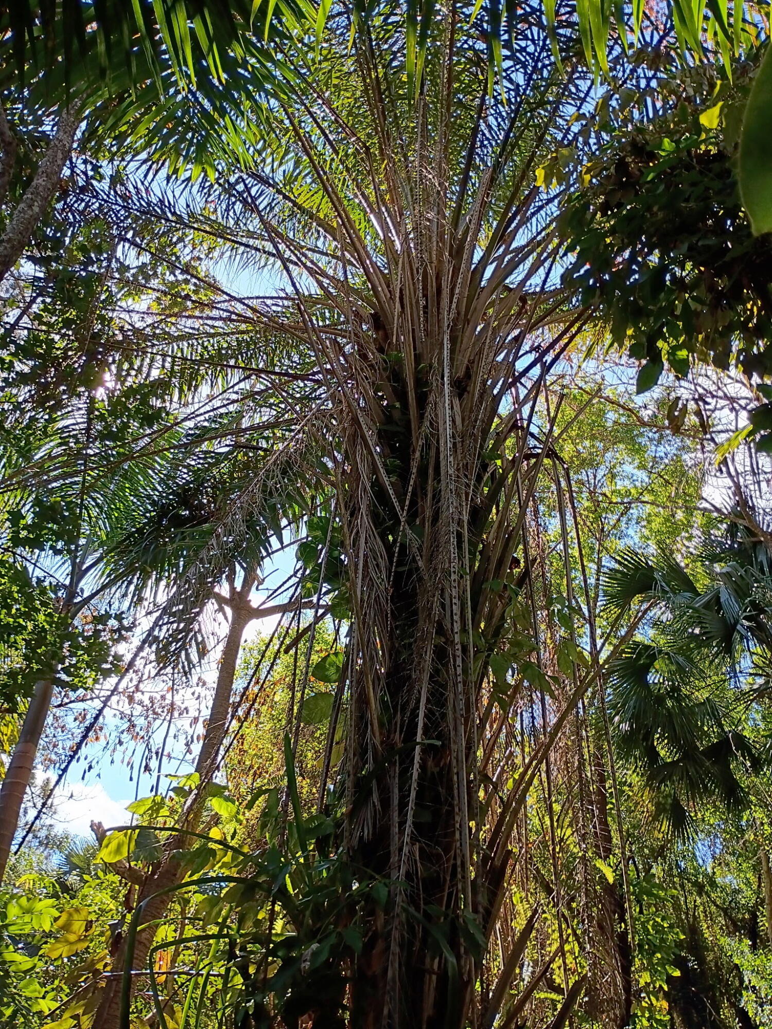 Jupiter Farms - Land