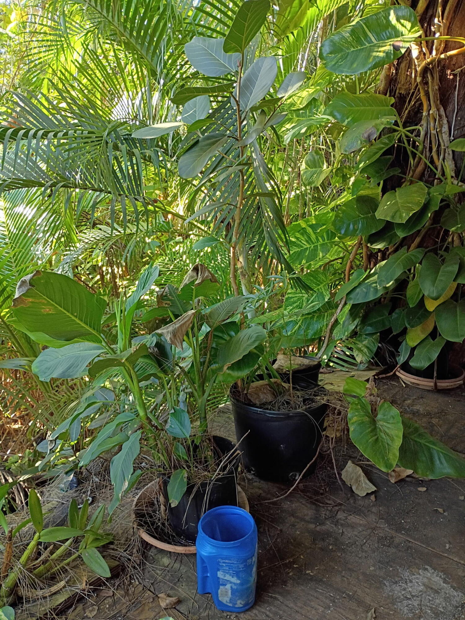 Jupiter Farms - Land