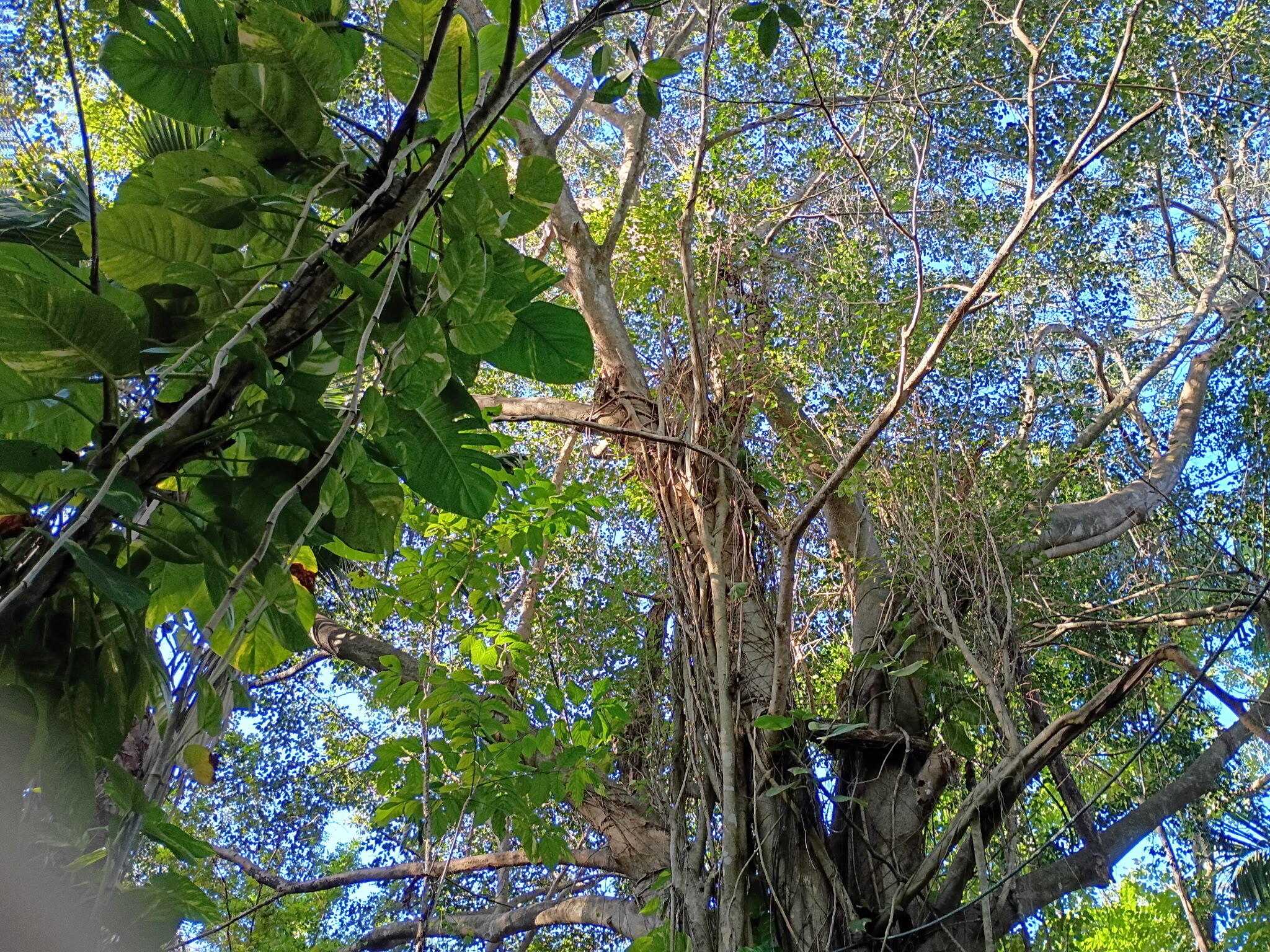 Jupiter Farms - Land