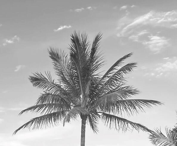 LOST TREE VILLAGE - Residential