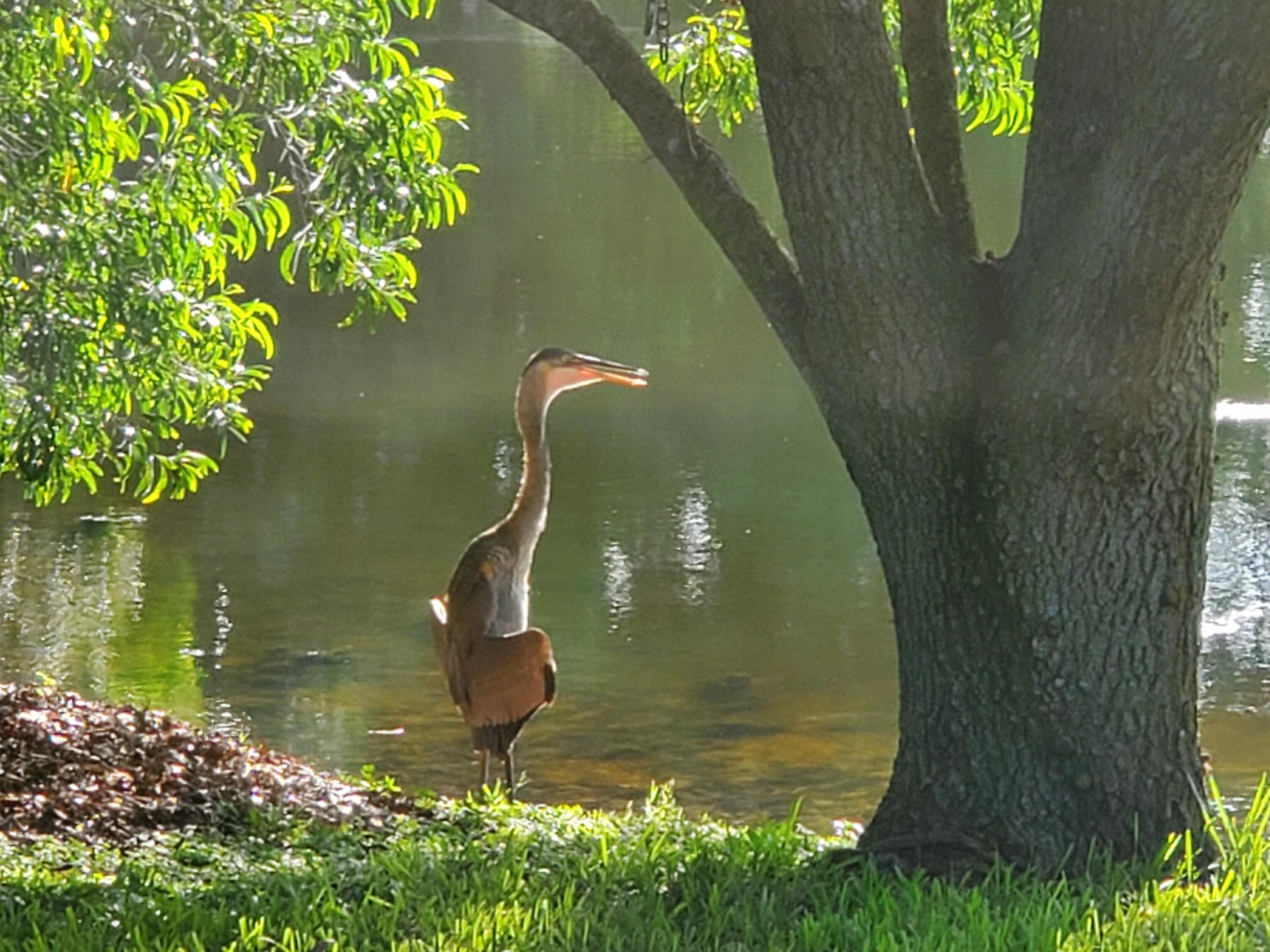 OLEANDER PINES - Residential