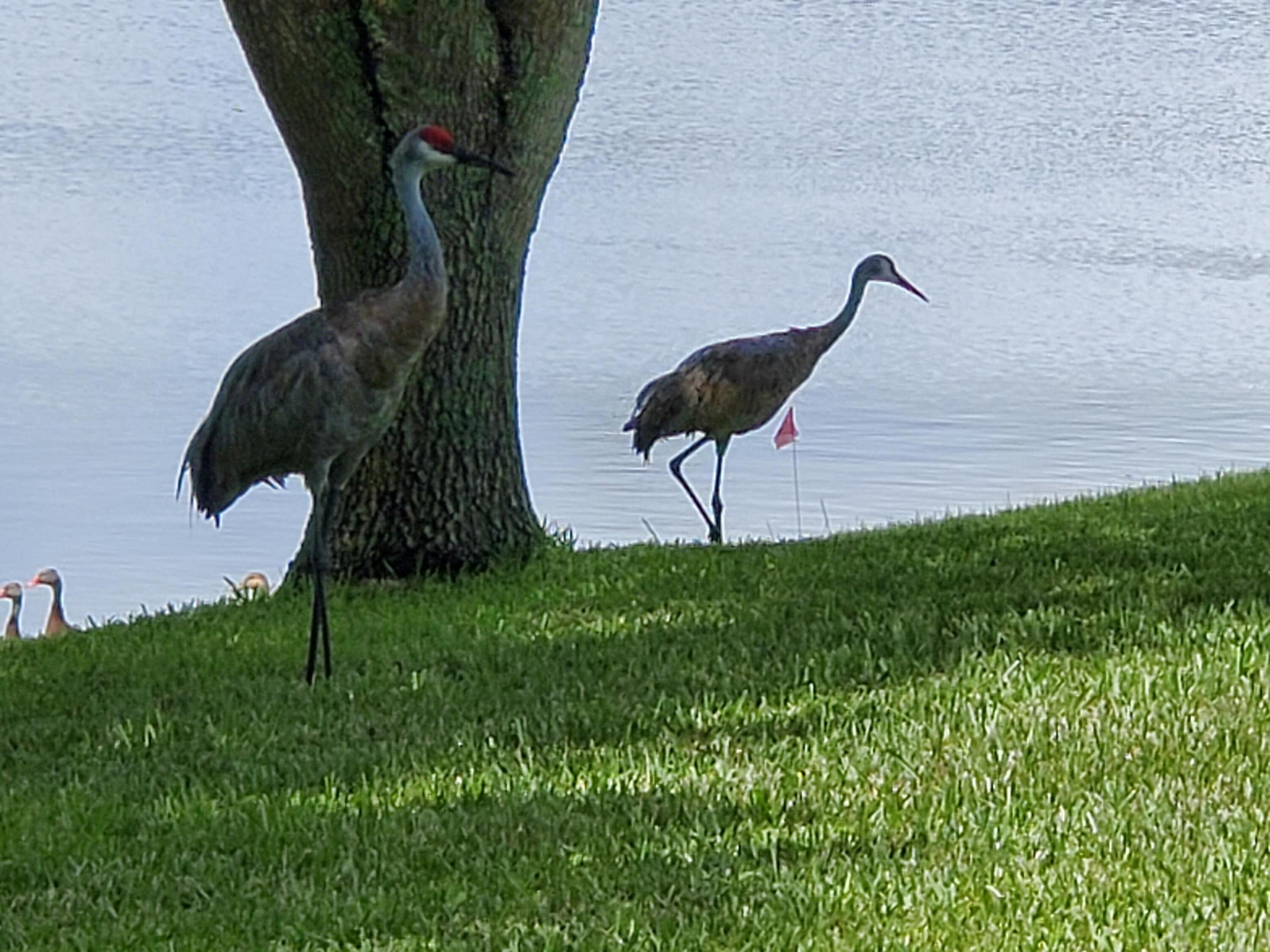 OLEANDER PINES - Residential
