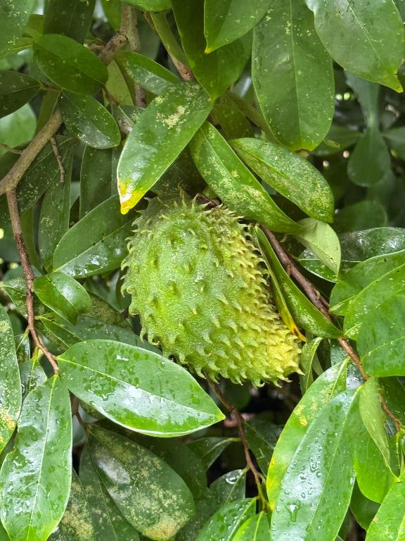 VERONA ESTATES - Residential