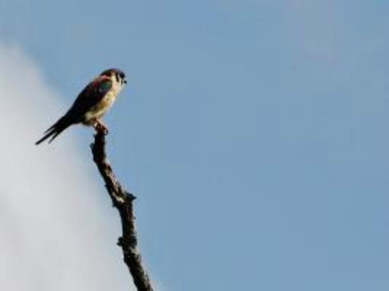 Vikings/Prairie - Land