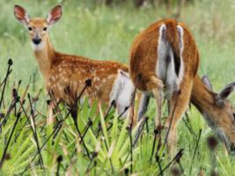 Vikings/Prairie - Land