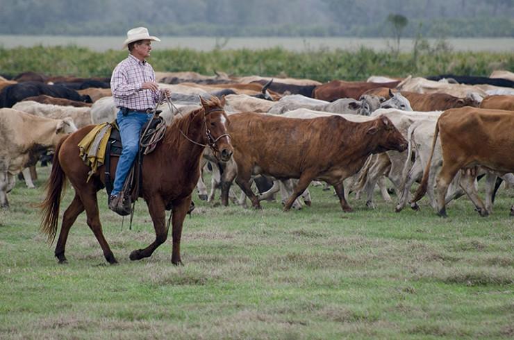 Vikings/Prairie - Land