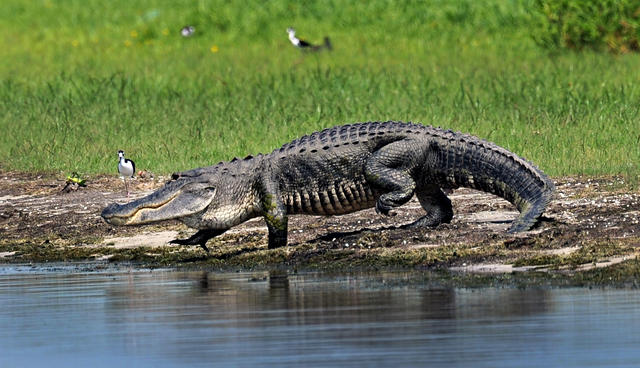 Vikings/Prairie - Land