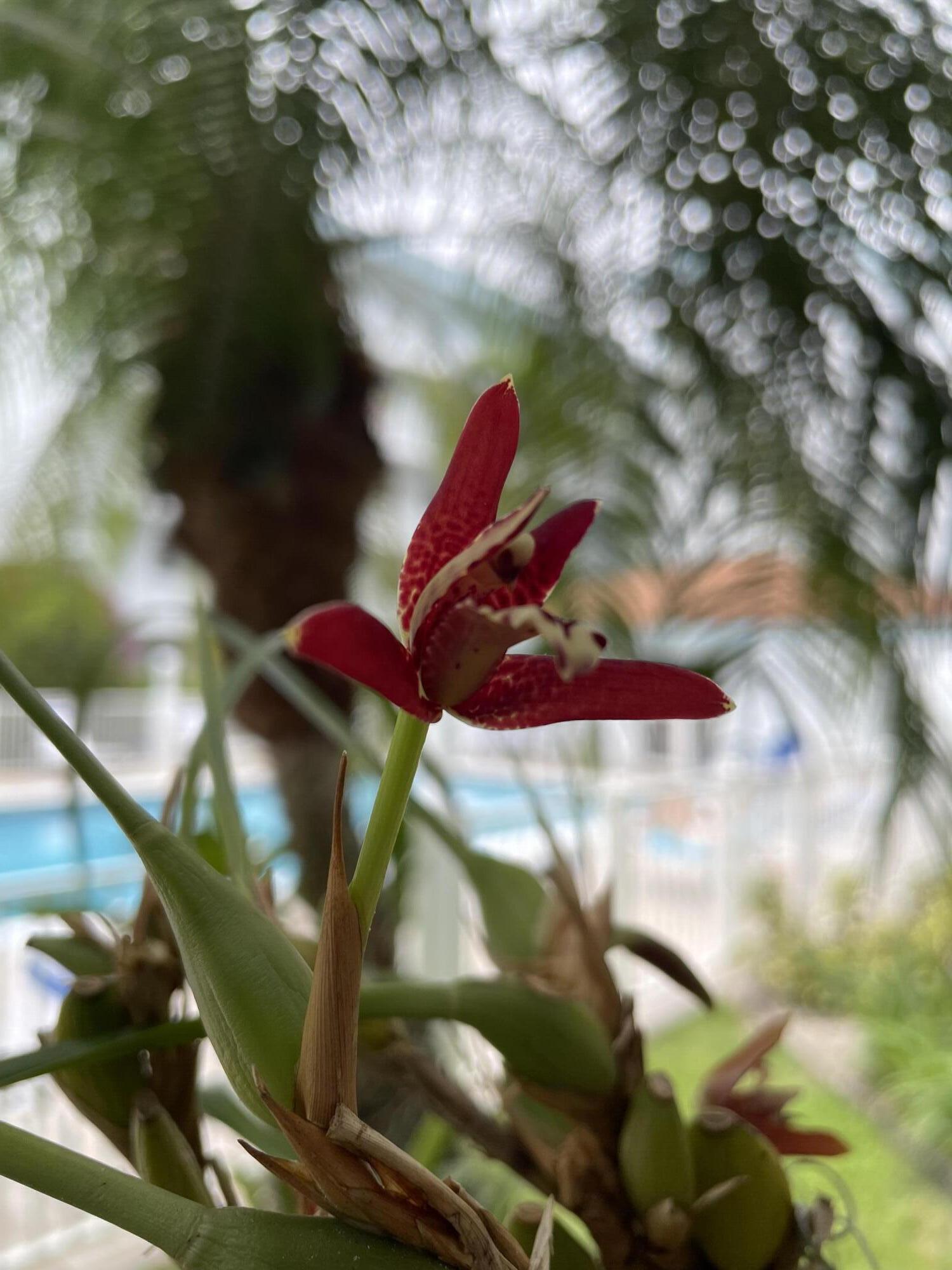 POINCIANA-BY-THE-SEA CONDO - Residential