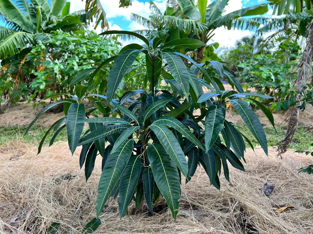 Santa Rosa Groves - Land