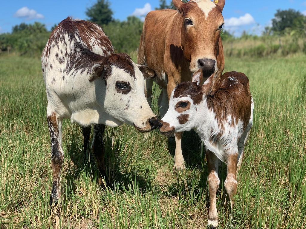 Santa Rosa Groves - Land