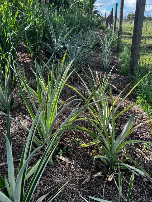 Santa Rosa Groves - Land