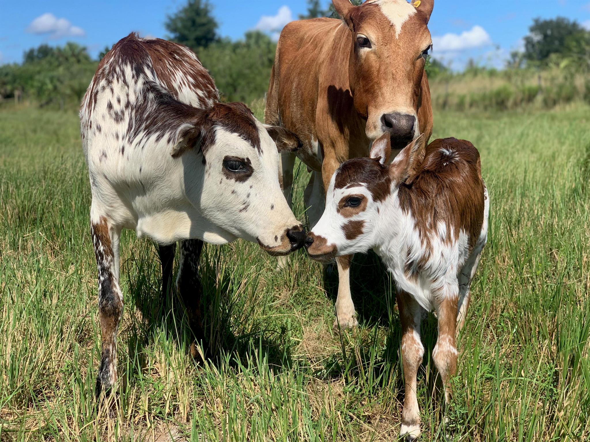 20915 Antoinette Street