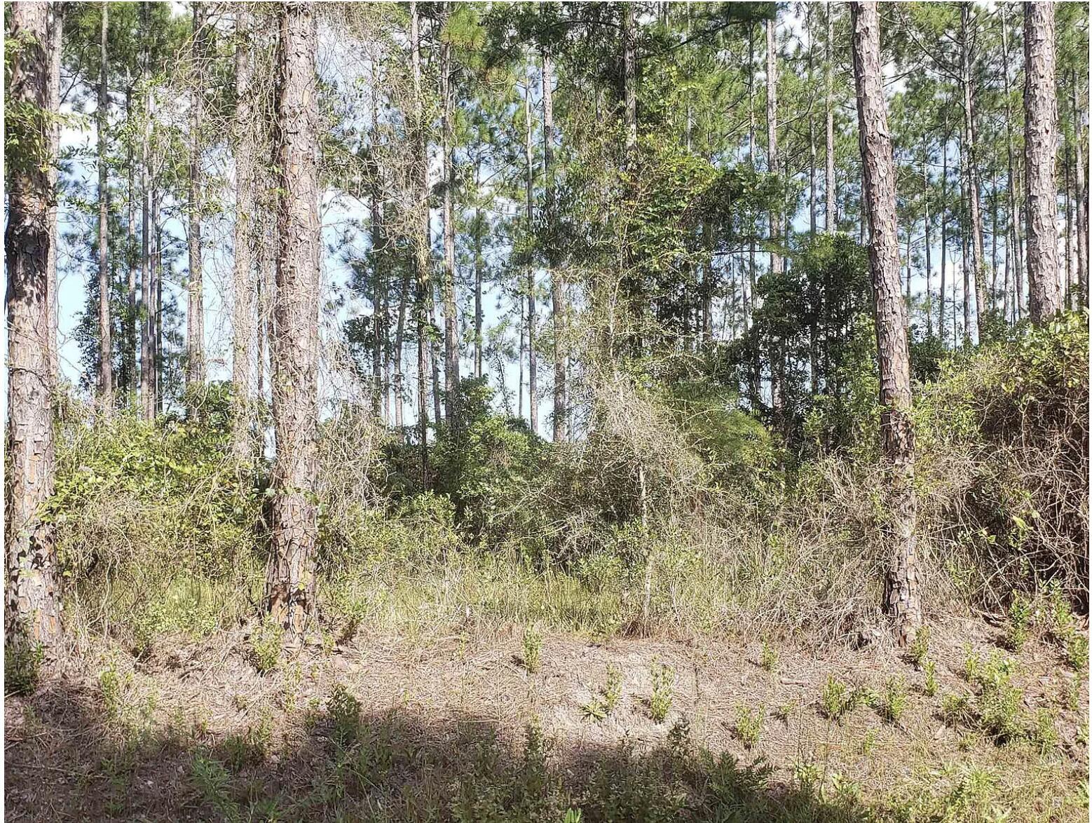 Flagler Estates - Land