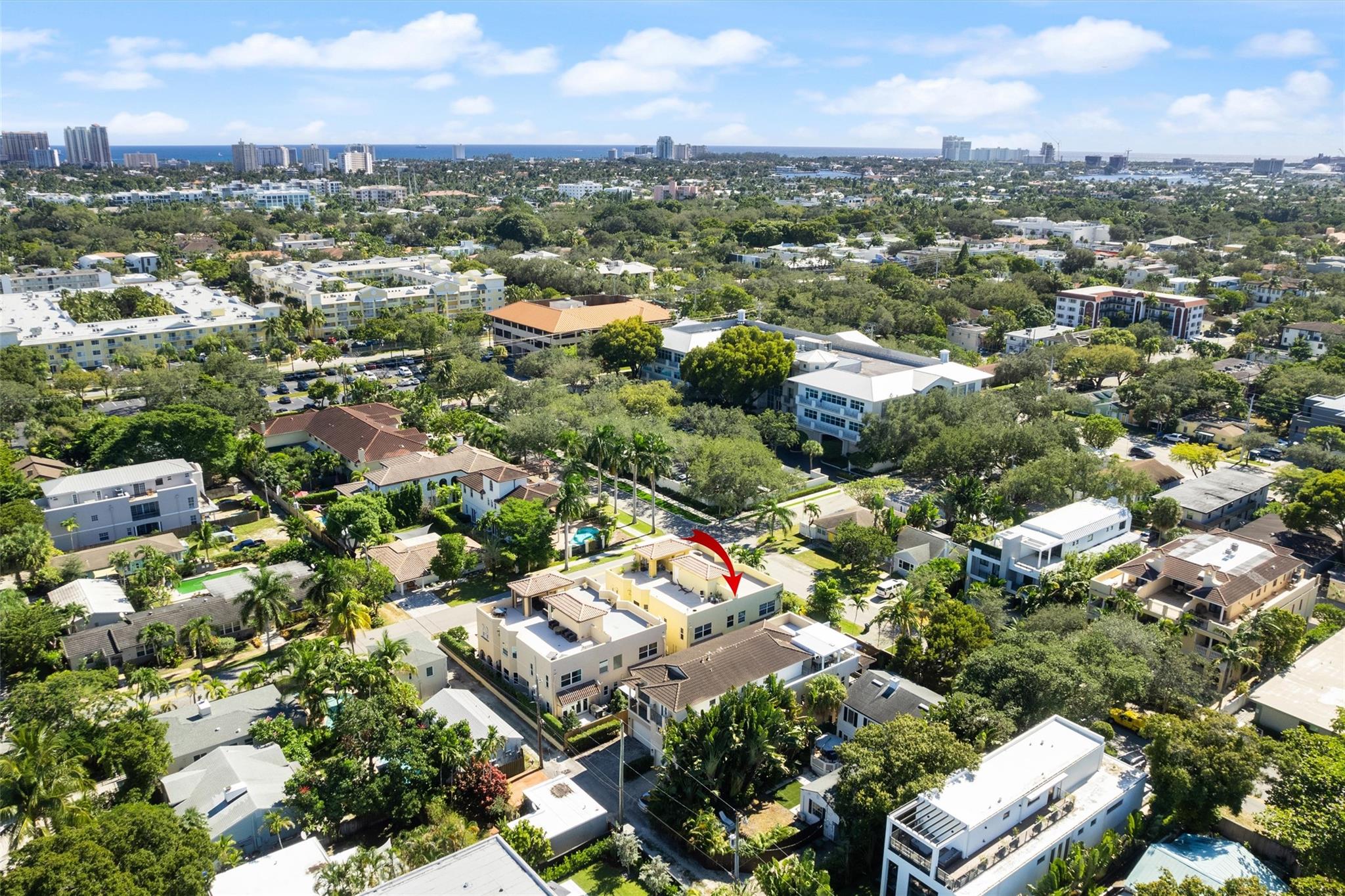 Canary Palm - Residential