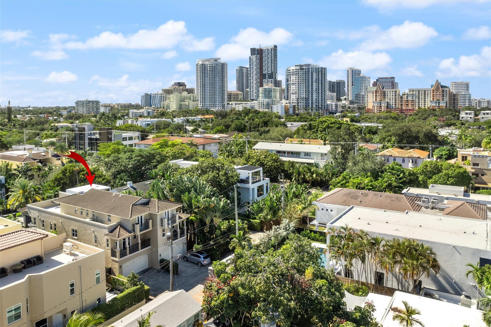 Canary Palm - Residential