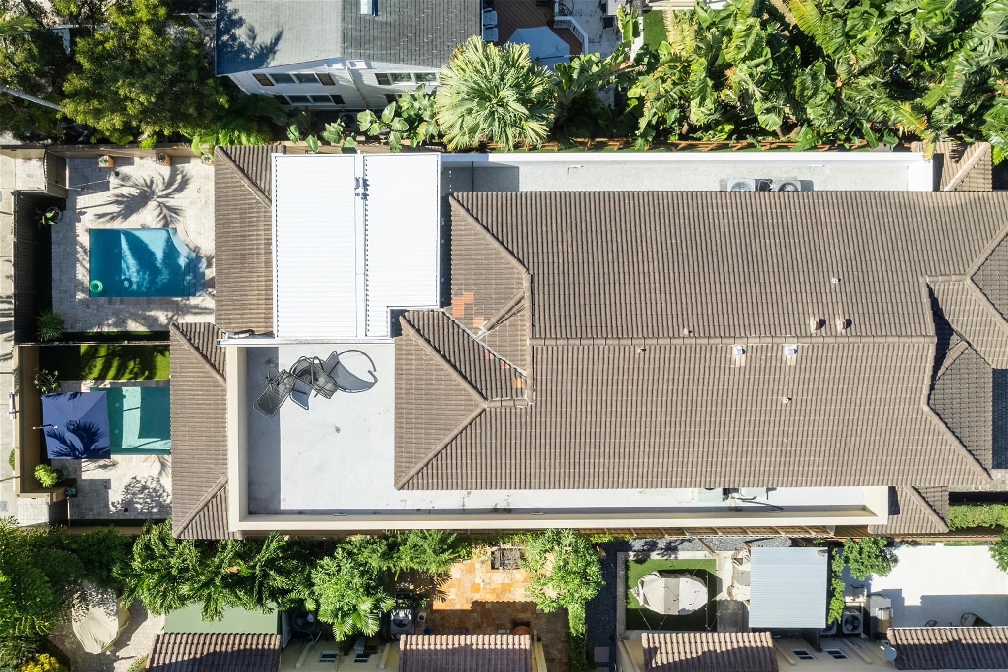 Canary Palm - Residential