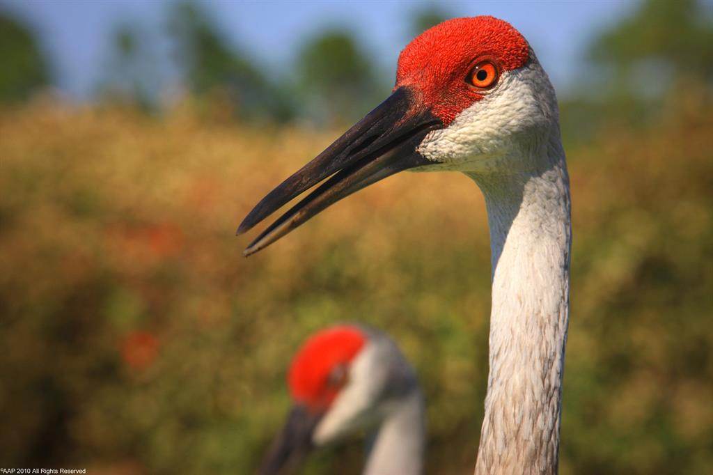 OLD PALM 4 - Residential