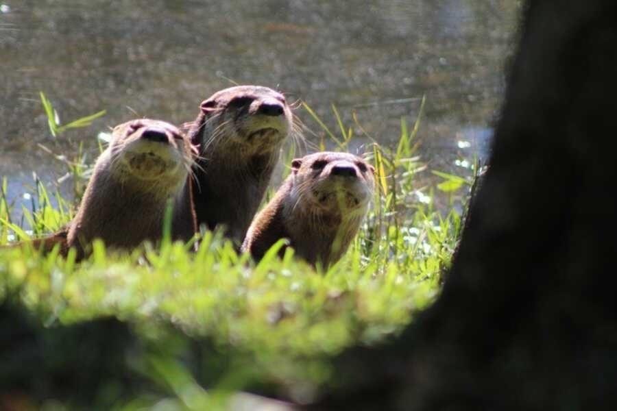 River Pines - Residential Lease