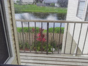 FRENCH QUARTER 3 - Residential Lease