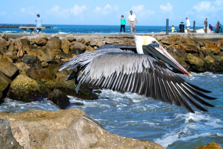 OCEAN HARBOUR CONDOMINIUM B - Residential Lease