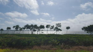 HARBOUR ISLE AT HUTCHINSON ISLAND WEST A CONDOMIN - Residential