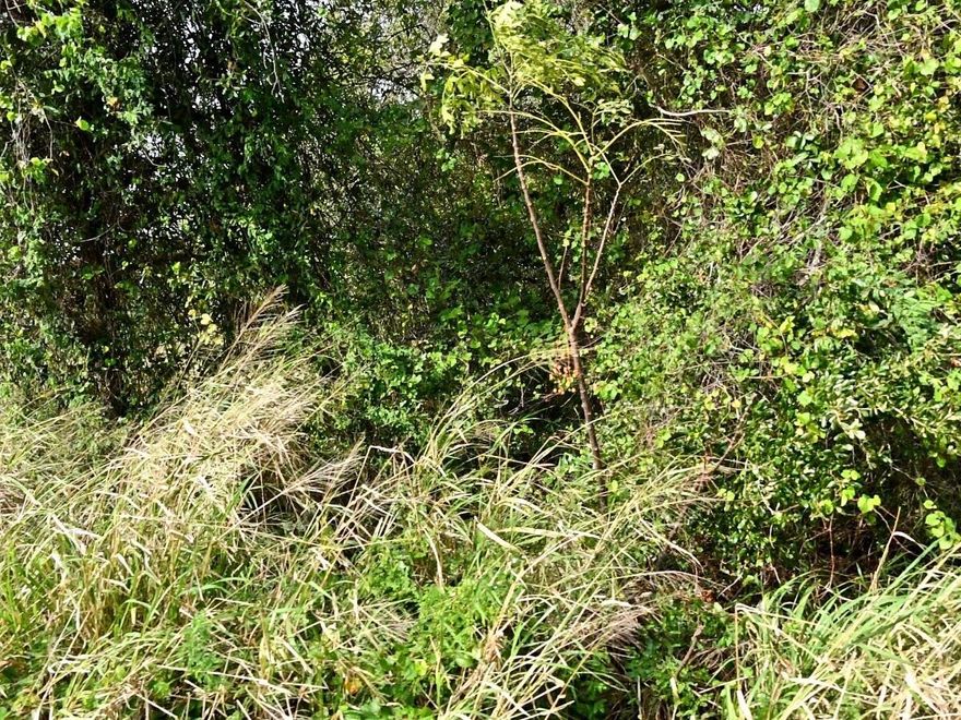 NICE LOT IN QUIET NEIGHBORHOOD OF OTHER NICE HOMES, GOOD ACCESS TO DOWNTOWN, BEACHES, SHOPPING, HOSPITAL & HIGHWAYS. CITY WATER AND COUNTY TAXES ONLY.
LOT 10 IS ALSO FOR SALE- RX-10953414