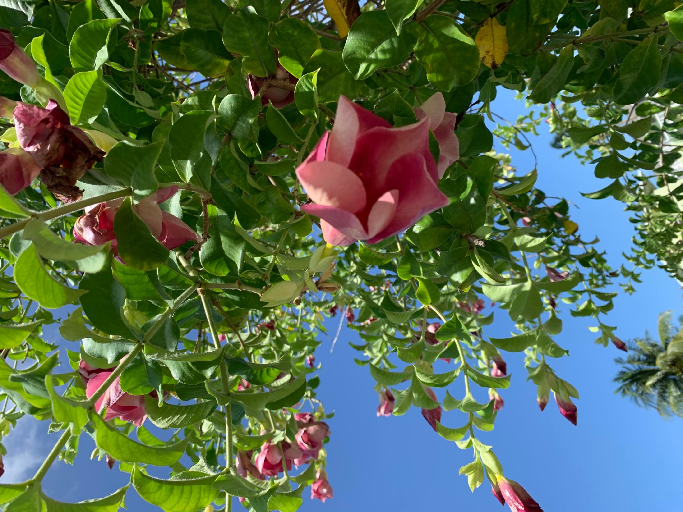 LAKE WORTH TOWN OF - Residential Lease