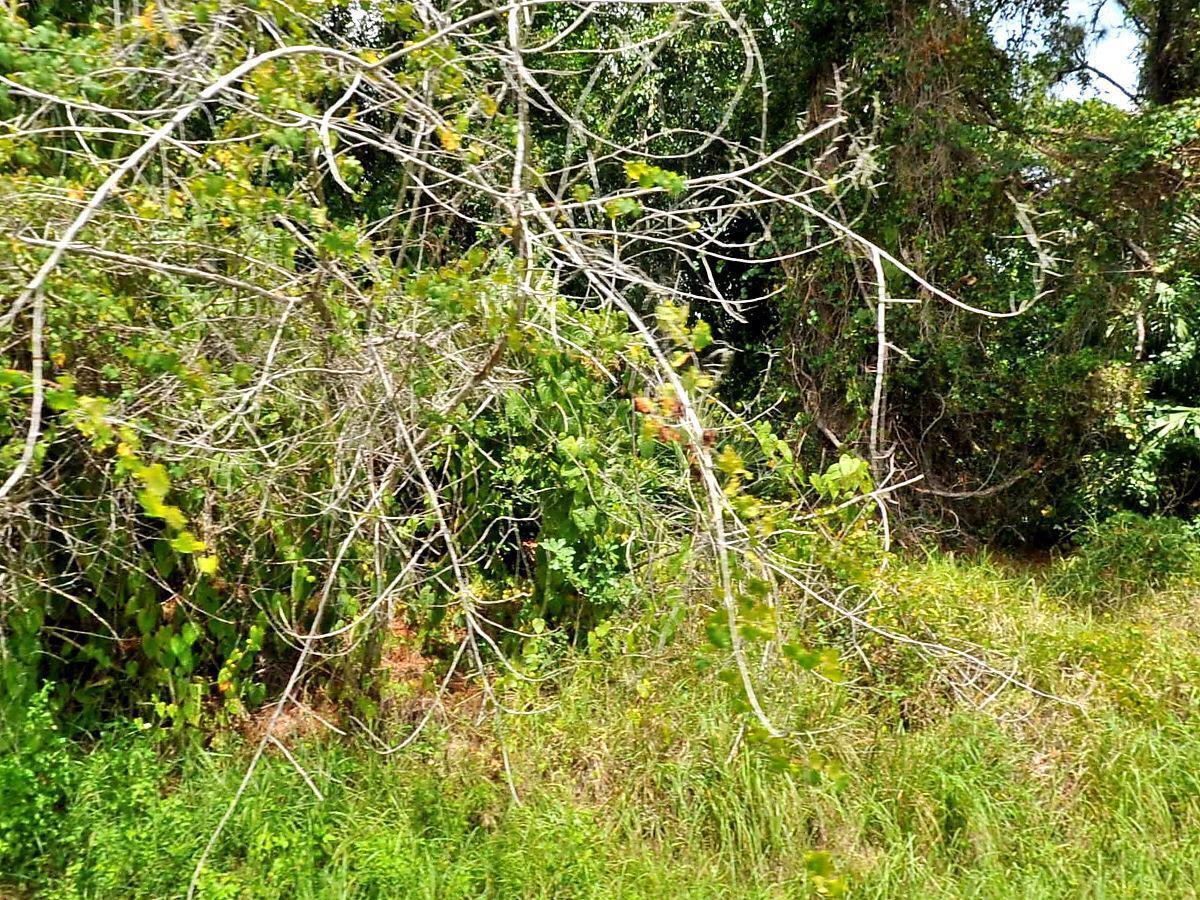 .3 of an acre corner lot. Come build your dream home on this great location.