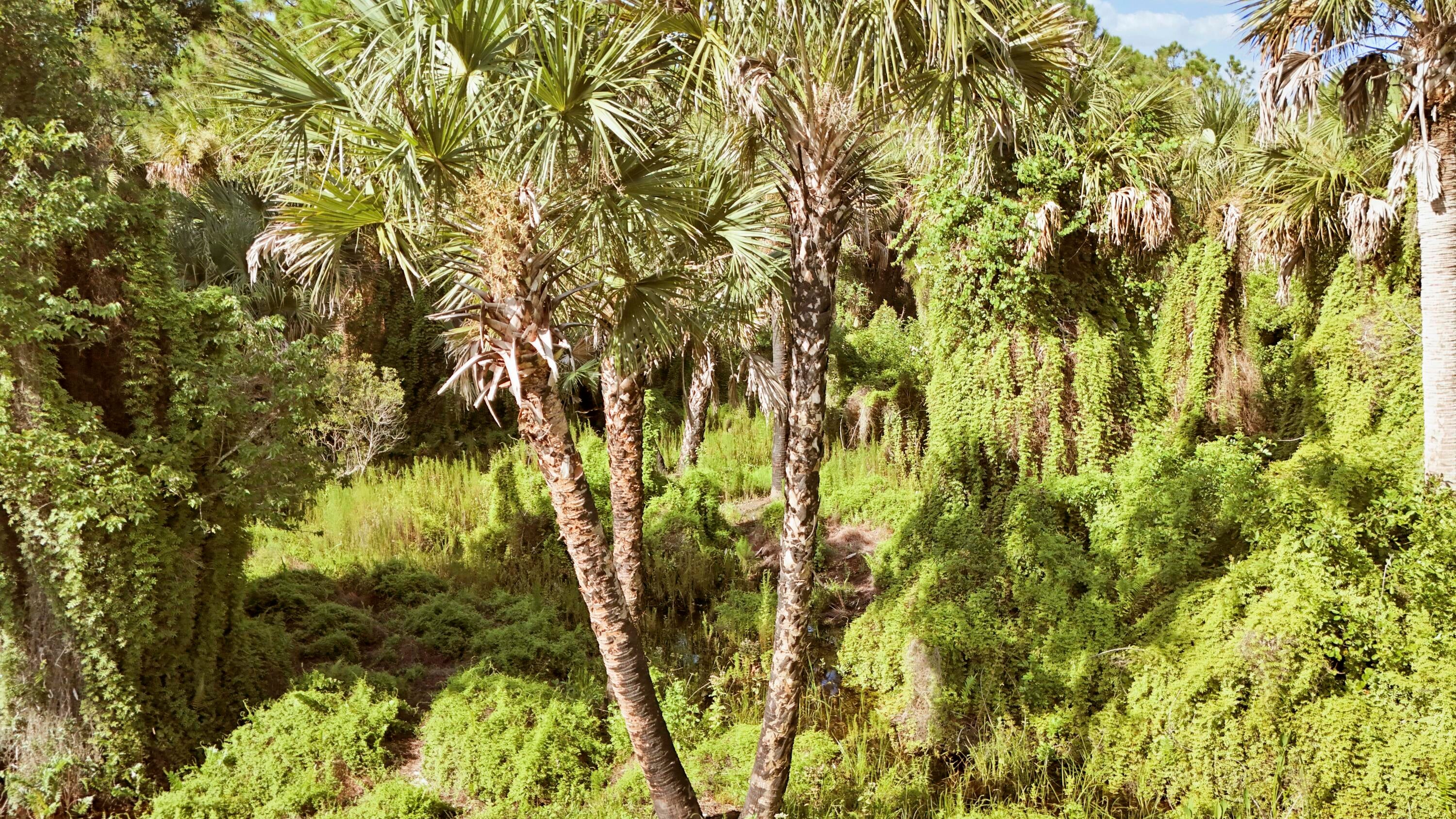 Tbd2 SW Cardamine Street, Indiantown, FL, 34956/$29,999 4 Tbd2 SW Cardamine Street