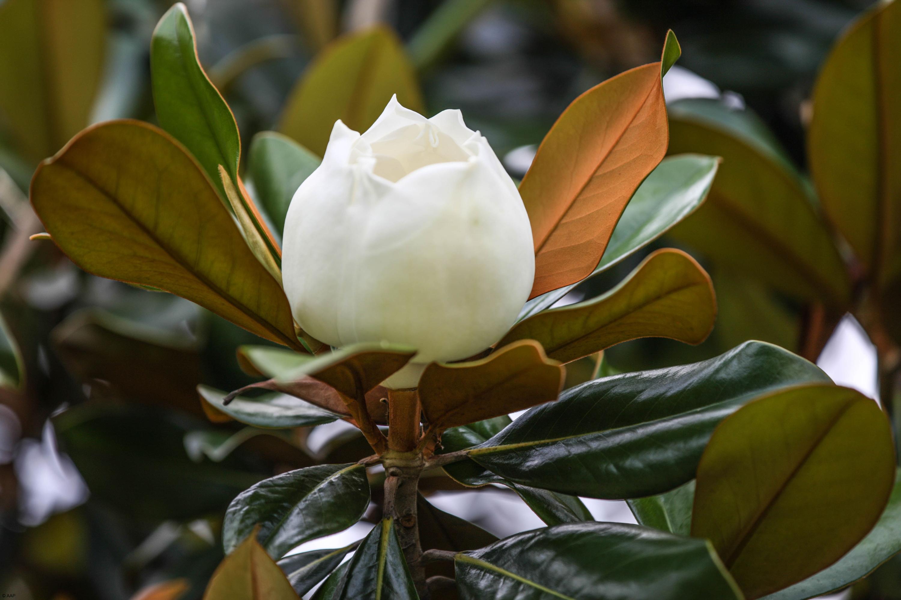 The Bears Club - Residential