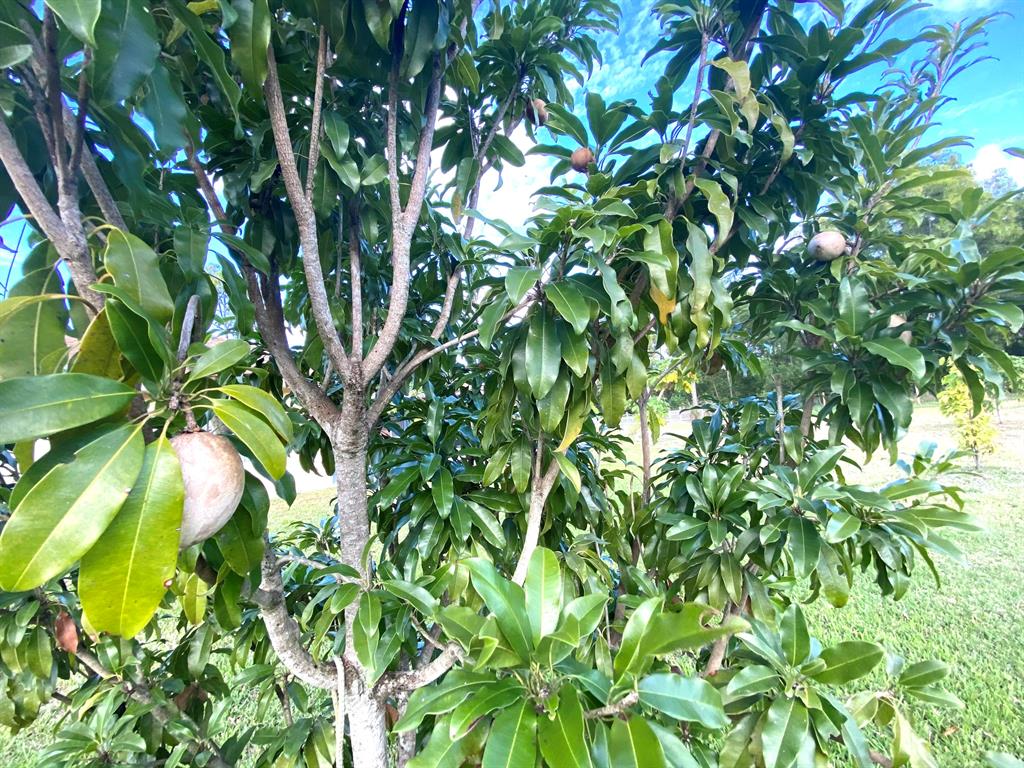 LOXAHATCHEE - Residential