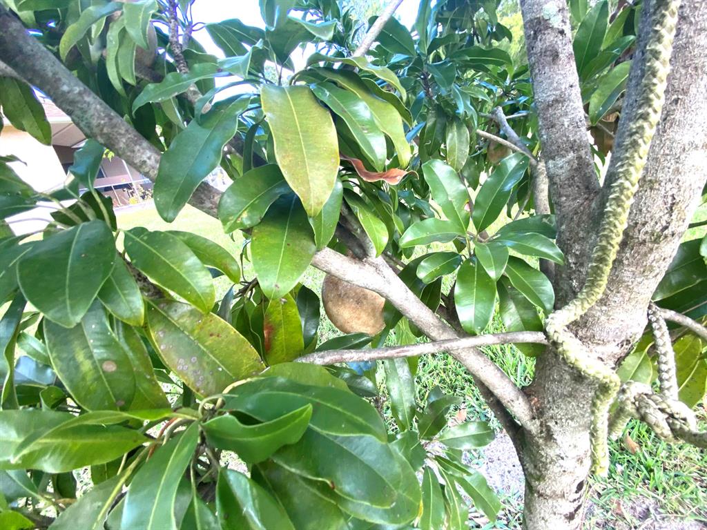 LOXAHATCHEE - Residential