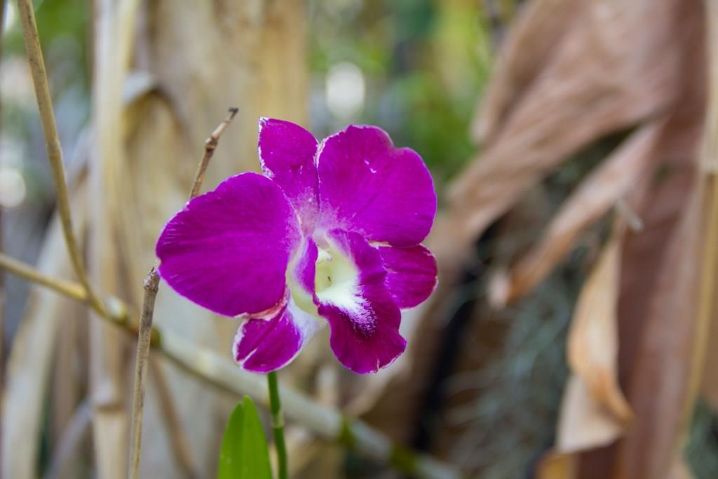 Veteran Sub 1 26-24 B - Residential