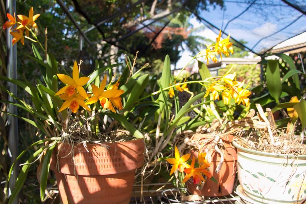 Veteran Sub 1 26-24 B - Residential