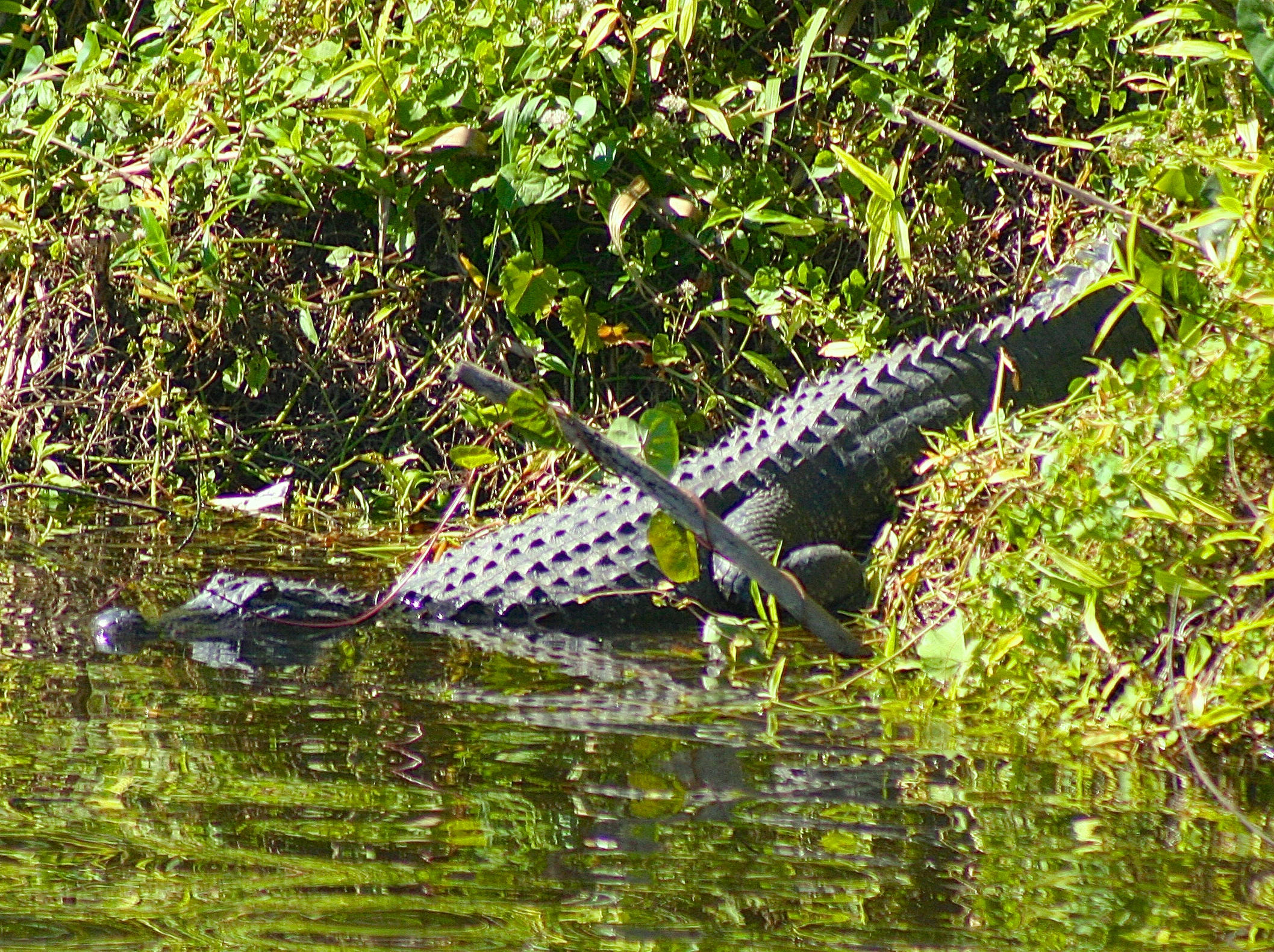 TRADITION PLAT NO 19 - Residential