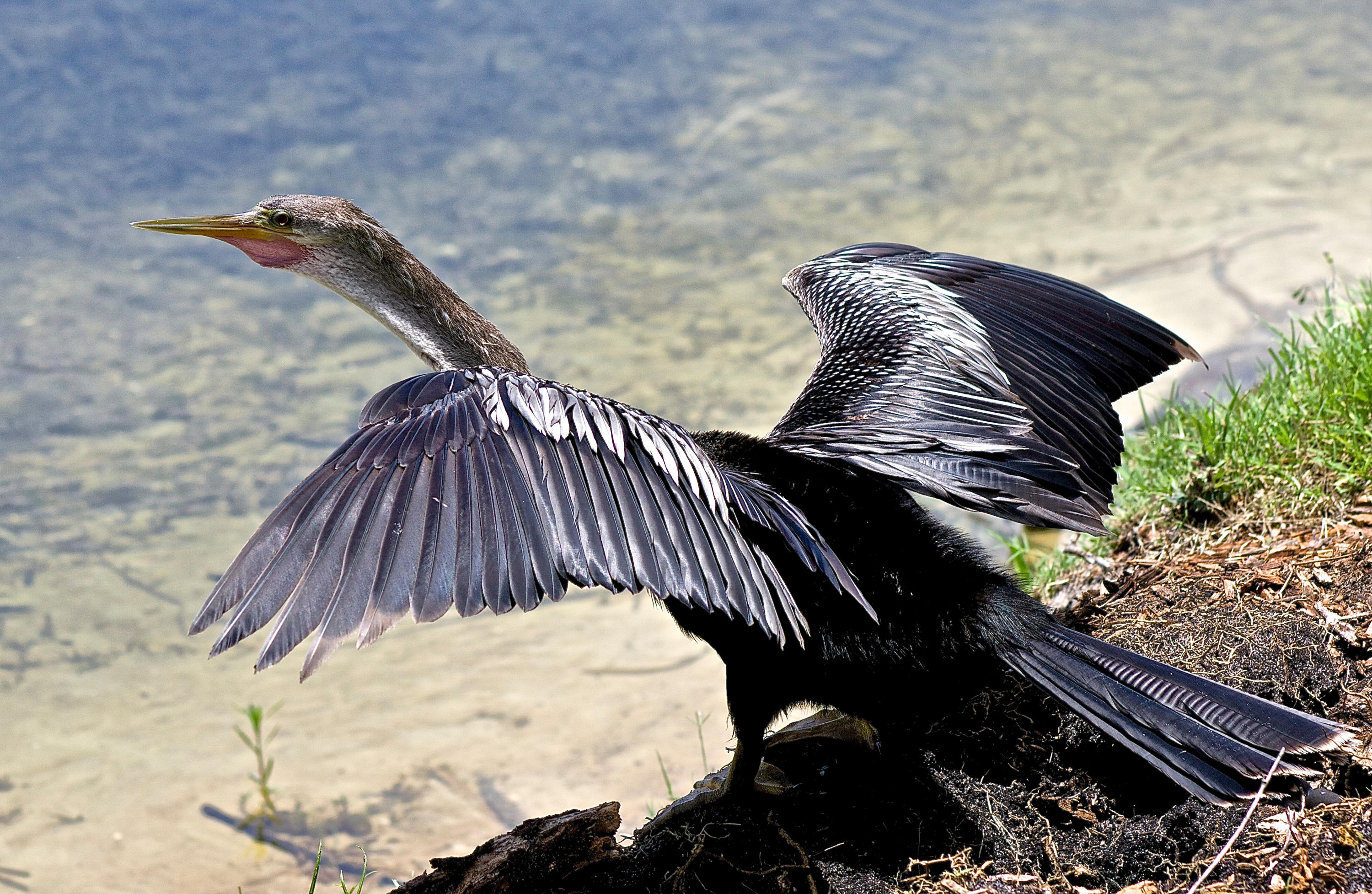 TRADITION PLAT NO 19 - Residential