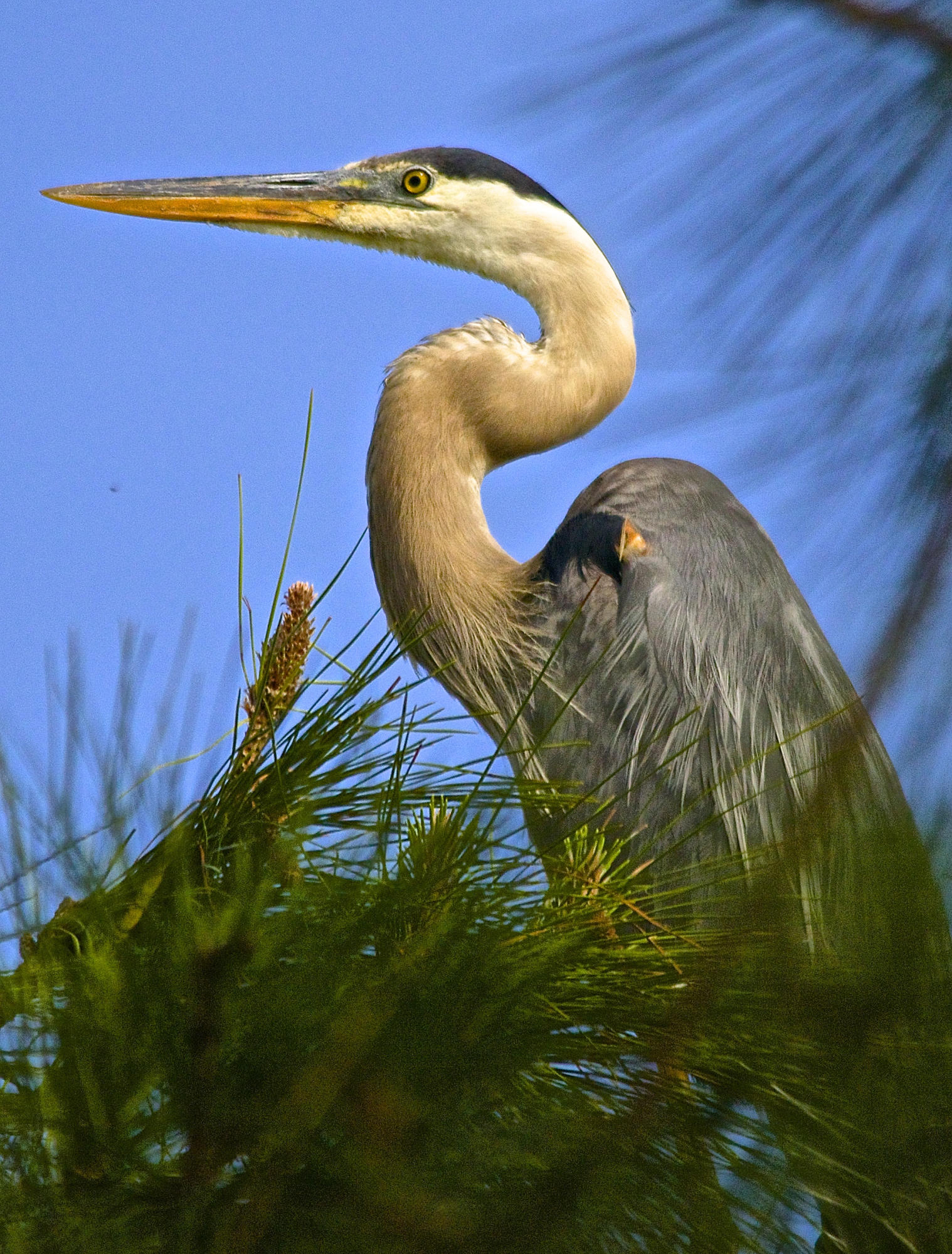 TRADITION PLAT NO 19 - Residential