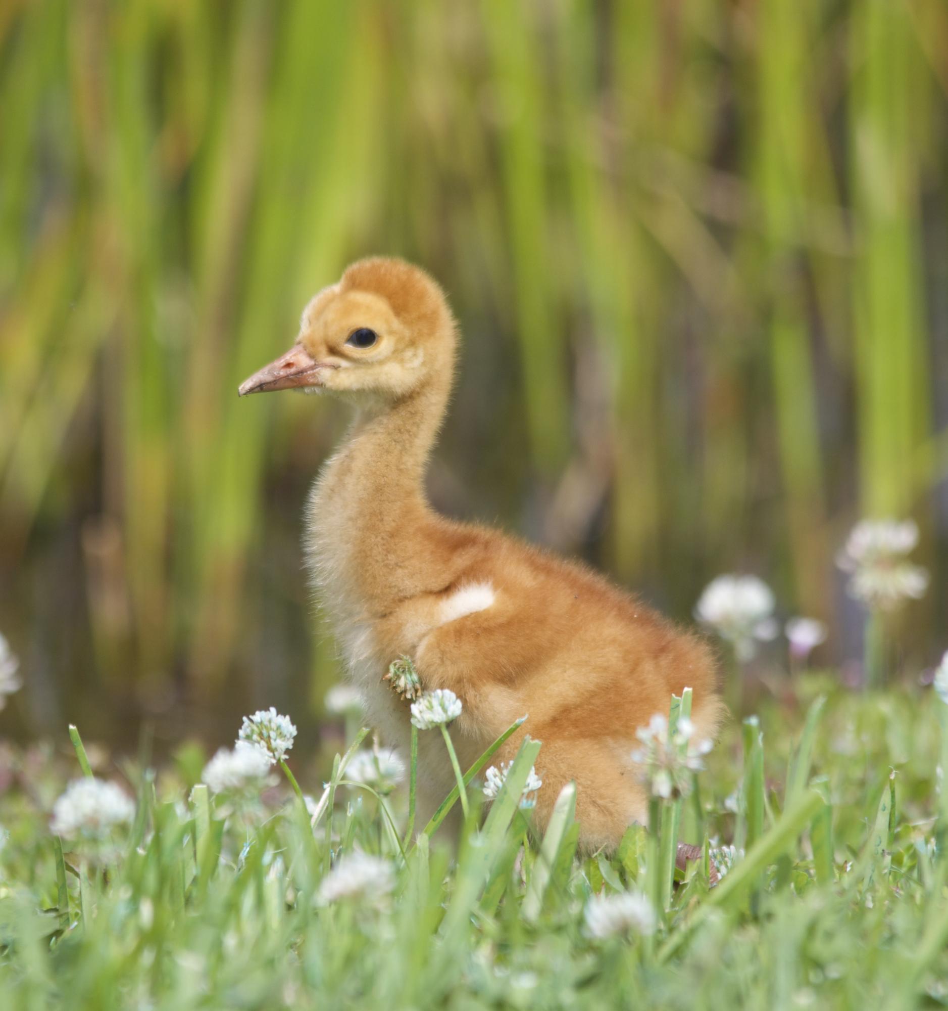 TRADITION PLAT NO 19 - Residential