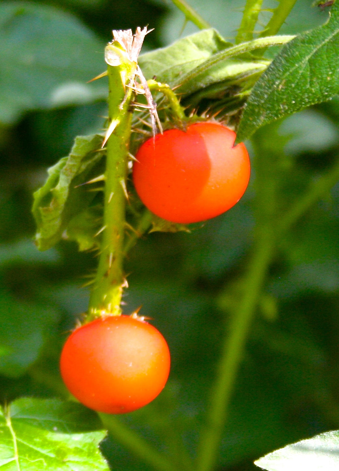 TRADITION PLAT NO 19 - Residential