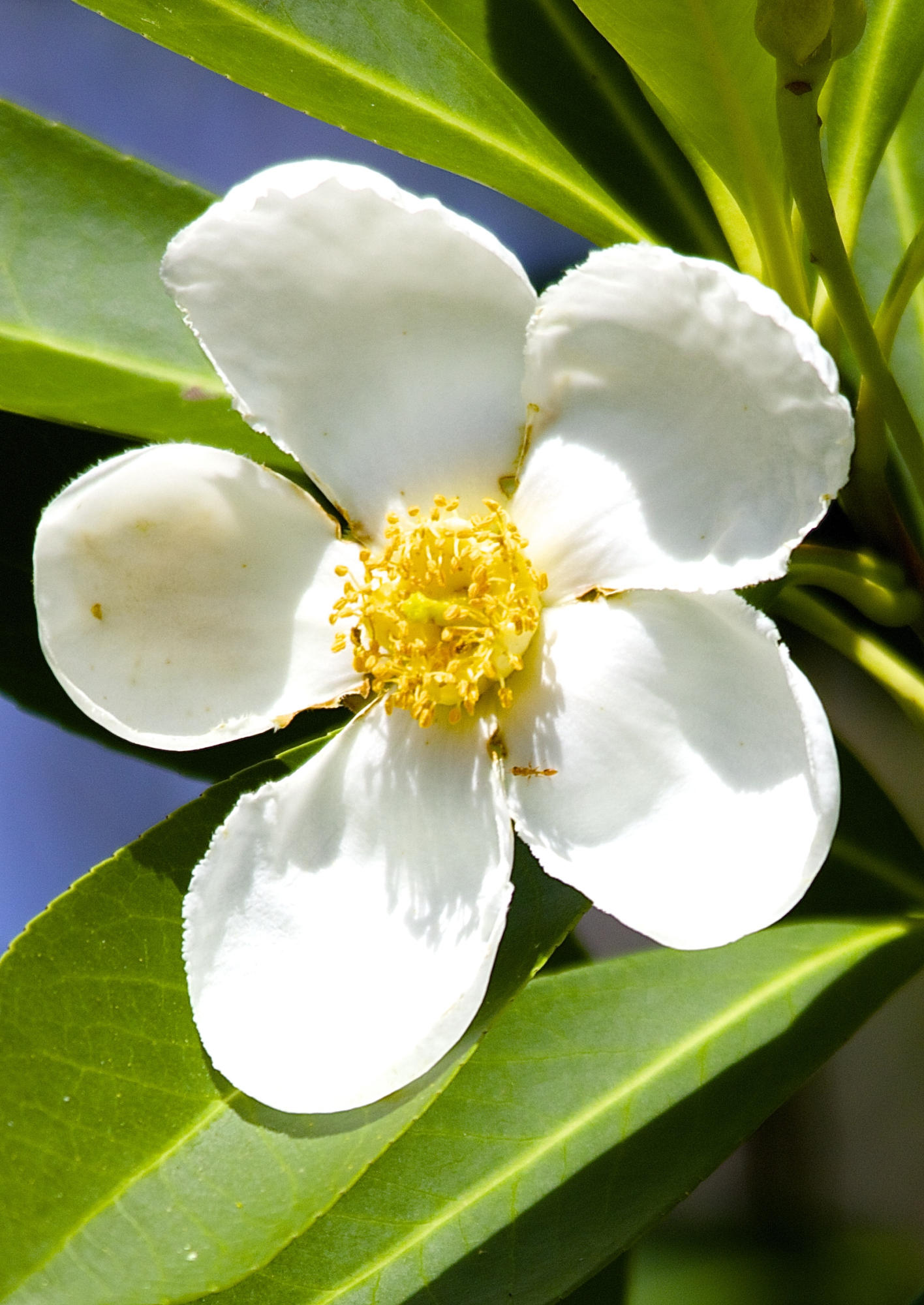 TRADITION PLAT NO 19 - Residential