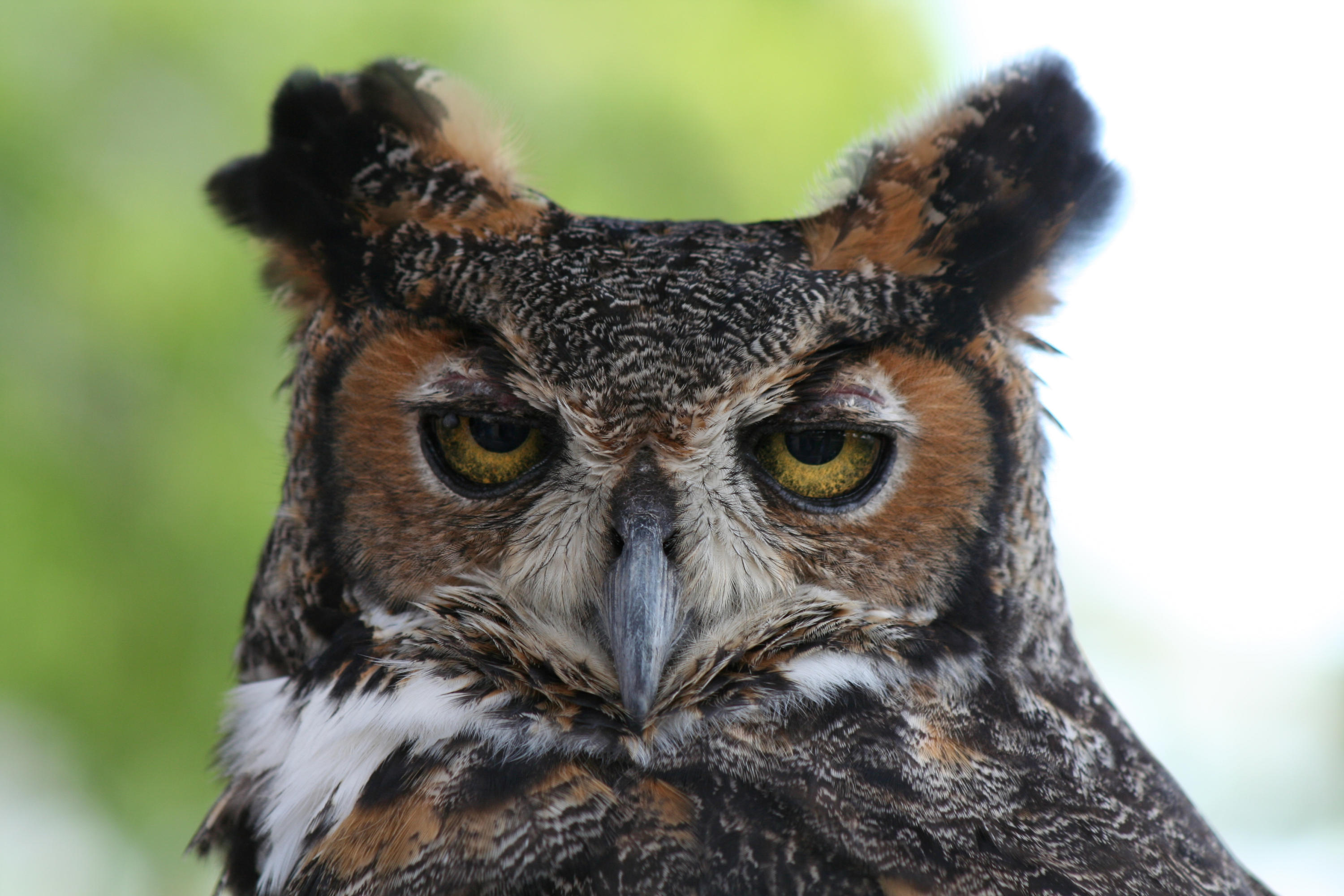 TRADITION PLAT NO 19 - Residential